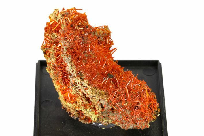 Bright Orange Crocoite Crystal Cluster - Tasmania #148521